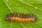 Salt Marsh Caterpillar- Estigmene acrea