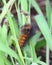 Salt marsh caterpillar on grass