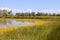 Salt marsh covered with water plants (I)