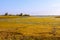 Salt marsh covered with water plants (II)