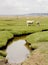 Salt Marsh Fields.