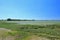 Salt marsh in the Gulf of Morbihan, France