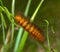 Salt marsh moth or acrea moth caterpillar - Estigmene acrea