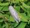 The salt marsh moth or acrea moth - Estigmene acrea - laying small yellow eggs
