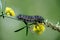 Salt Marsh Moth Caterpillar of Order Lepidoptra in Butterflies and Moths