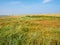 Salt marsh and people riding bikes on of West Frisian island Schiermonnikoog, Netherlands