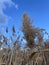 Salt marsh reeds beds in Essex