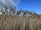 Salt marsh reeds beds in Essex