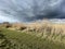 Salt marsh reeds beds in Essex