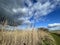 Salt marsh reeds beds in Essex