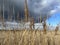 Salt marsh reeds beds in Essex