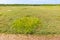 Salt marsh with sea sandwort, Honckenya, and grass on mudflat, N