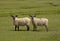 Salt Marsh Sheep.