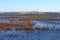 Salt marsh under blue sky