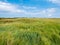 Salt marshes and wooden beacon in nature reserve Het Oerd on West Frisian island Ameland, Netherlands