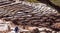 Salt mines and basins with peruvian worker in front, Salineras d