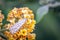 Salt and Pepper Moth Feeding on Buddleia Golden Glow, Romsey Victoria, Australia, January 2021