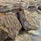 Salt plates with intermediate thin layers of mud on the Dead Sea coast in Jordan