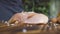 Salt pouring on chicken breasts on kitchen board close up. Raw fresh chicken fillet marinating on wooden table. Process