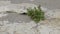 Salt-resistant wild plants grow on stones on a coastal ledge, Black Sea coast, Bulgaria