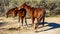 Salt River, Arizona Horses