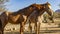 Salt River, Arizona Horses