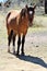 Salt River Canyon Wild Horse