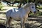 Salt River Canyon Wild Horse