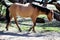 Salt River Canyon Wild Horse