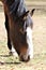 Salt River Canyon Wild Horse