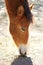 Salt River Canyon Wild Horse