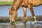 Salt River wild horse closeup