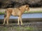 Salt River wild horse colt