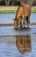 Salt River wild horse drinks with reflection