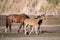 Salt River wild horse foals and stallion