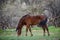 Salt River wild horse in the forest