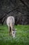 Salt River wild horse grazing in the forest