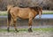 Salt River wild horse portrait