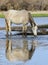 Salt River wild horse reflection