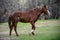 Salt River wild horse walking