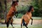 Salt River wild horses, Maricopa, Arizona, United States