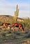 Salt River wild horses, in Tonto National Forest, Arizona, United States