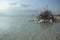 Salt Rocks and Tree at The Dead Sea