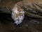 Salt stalactites hang in the salt cave Kolonel in Mount Sodom in southern Israel