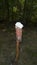 A salt stone, lickstone for wild animals, like deer and deer placed on tree trunk in the forest