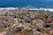 Salt tolerant plants and grass growing on coast, Flinders Chase