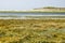 Salt tolerant vegetation on Texel