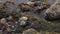 Salt water flowing at low tide with rocks covered with periwinkles