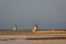 Salt windmills near Marsala, Sicily