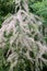 Saltcedar Tamarix ramosissima flowering shrub
